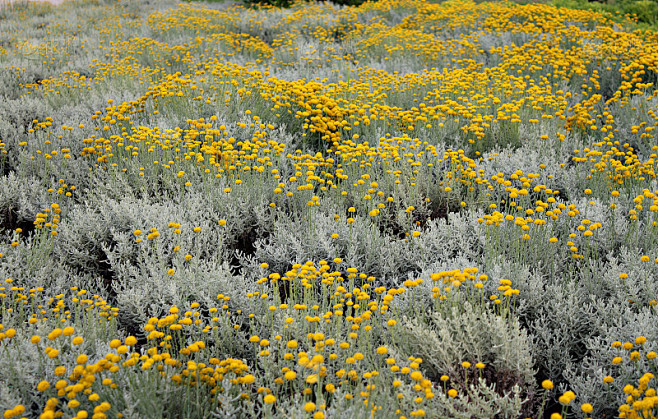 Helichrysum italicum