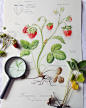 Instagram project: botanical battle. : watercolor on watercolor paper