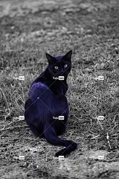 猫 黑猫 动物 手机壁纸4K 美丽的壁纸 猫科动物 肖像 眼睛