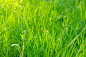 草,绿色,美,草原,水平画幅,纹理效果,枝繁叶茂,草坪,夏天,户外