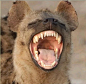 非洲斑鬣狗VS北美灰狼_斗兽吧_百度贴吧