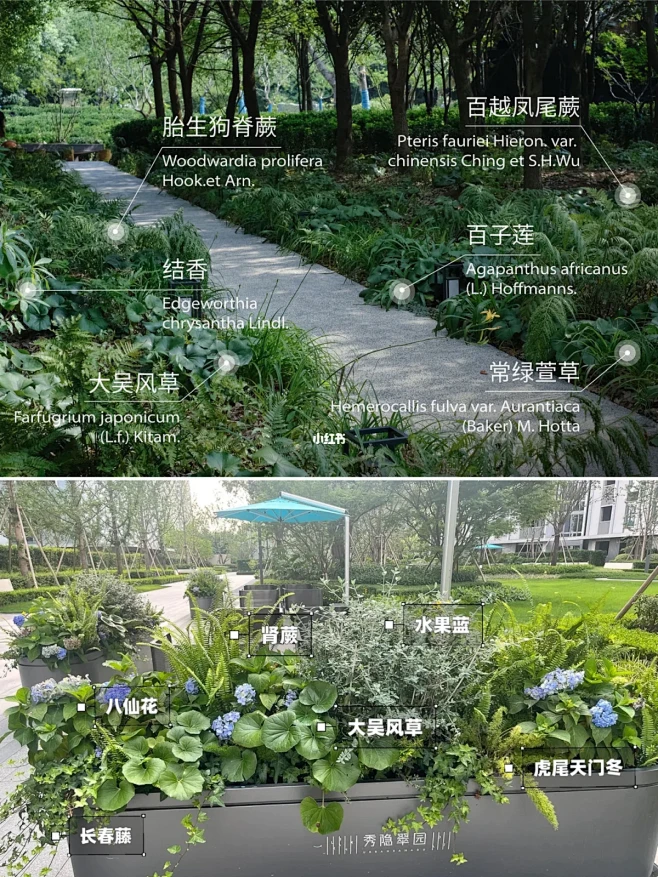 100款植物搭配｜美好庭院梦｜庭院植物造景