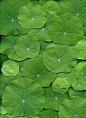 Leaves: Livecolor Green Collection, Livecolorfullygreen Collection, Horticulture Art, Green Leaves, Lilies Pads, Nasturtium Leaves, Green Green Collection, Tropaeolum Majus, Lotus Flower