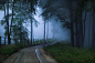 General 2303x1535 mist forest trees nature