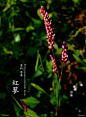 美得让人窒息的植物摄影—筑龙博客(美得让人窒息的植物摄影、hanyunjiao、筑龙博客)