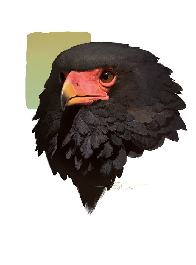 Eagles color study 鹰...