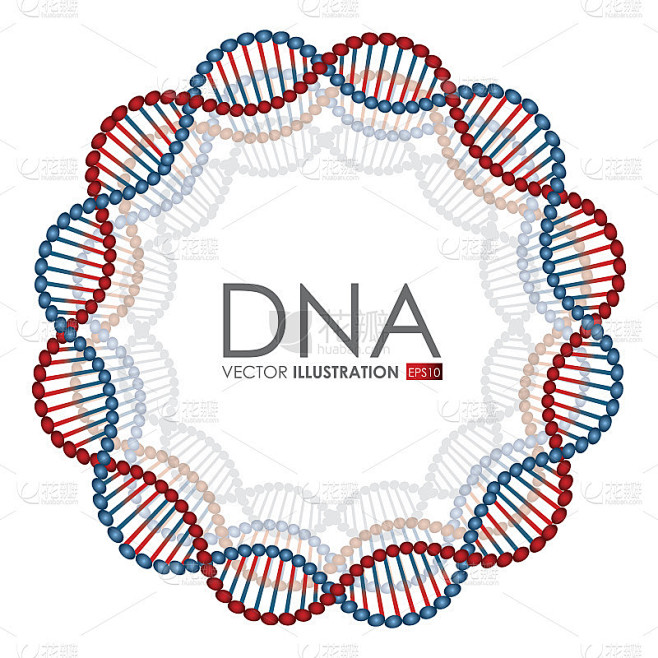 DNA设计，矢量图。