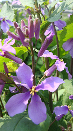 紫云08采集到紫色花卉