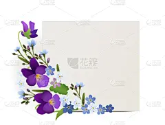 贺卡,绘画插图,勿忘我,紫罗兰,矢量,分离着色,装饰品,白色背景,华丽的,请柬