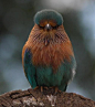 愤怒的小鸟——棕胸佛法僧
Tumblr