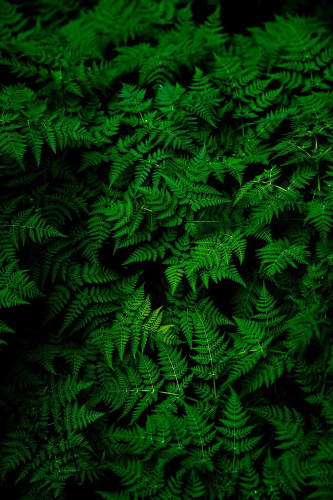 Infinite Ferns photo...