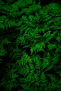 Infinite Ferns photo by Teemu Paanan