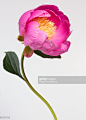 A single pink Peony on a white background : 圖庫照片