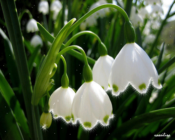 gif铃兰灬铃兰灬采集