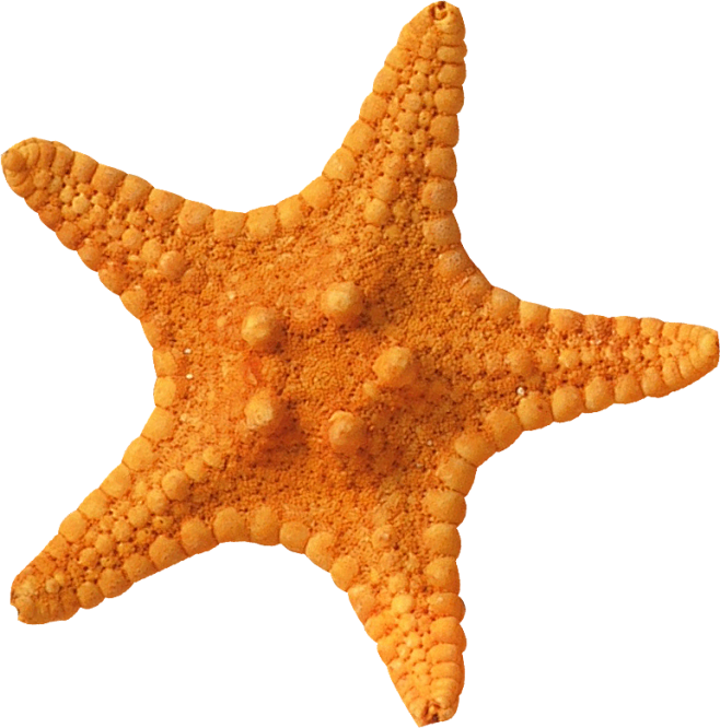 夏季沙滩 海洋生物 沙滩游戏 海滩素材 ...