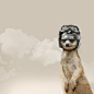 MASAI ART COMPANY | MULTIPLE PROJECTS 06