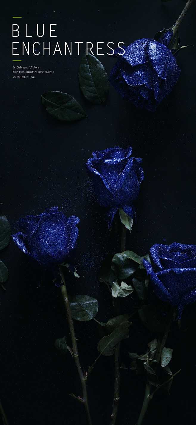 blue rose : blue ros...
