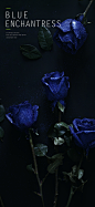 blue rose : blue rose
