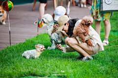 即将秃头的策划菜鸟采集到宠物主题