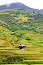 mountainous-rice-field-akari-photography.jpg (600×900)