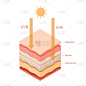 Cartoon Color Uvb Uva Rays Human Skin Layered Conc