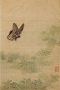 蝴蝶，也叫“春驹”