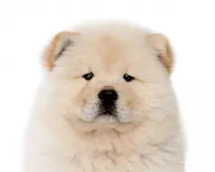 可爱的松狮犬桌面高清壁纸桌面壁纸2