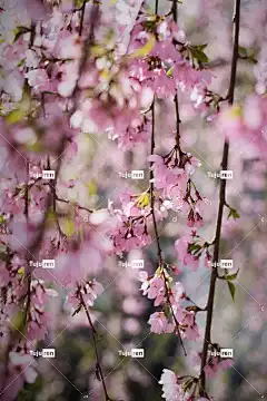 樱花 花朵 花壁纸 枝杈 花卉背景 粉红色的花朵 盛开 美丽的花朵