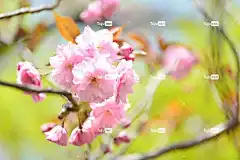 景观 自然 春天 樱桃树 花壁纸 八重樱 花卉背景 粉色 自然
