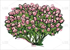 一大丛粉红色的绣球花。景观设计插图。用蜡笔手绘草图。向量