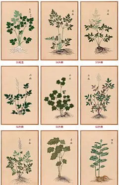 本草纲目草药植物图药房中医馆挂画新中式装饰画走廊过道竖版壁画-淘宝网