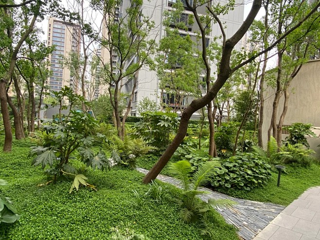 景观案例｜杂木乌桕林下地被搭配_10_植物学社_来自小红书网页版 (1)