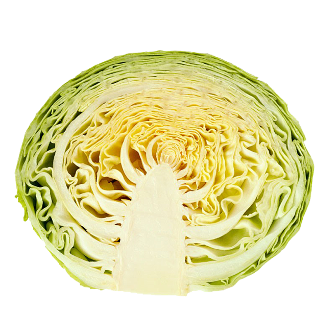 卷心菜
