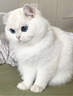 KitPoon采集到cat
