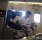 萌图库：这居然是真的！既不是玩偶也不是照片合成。根据美国8号公开的中华航空的正式申明，可以判断照片中的是真的熊猫。要把这只熊猫从成都移动到美国某动物园，相关人员很是苦恼，放入护笼里的话照顾熊猫比较困难。中华航空提供商务舱，熊猫旁边的人是饲养员。14个小时飞行时间内，熊猫穿着塑料尿布