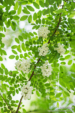 紫馨123采集到植物