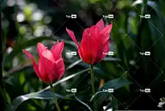 景观Greigii多伦多 郁金香 粉红色 尖尖的 春天 花壁纸 鲜花