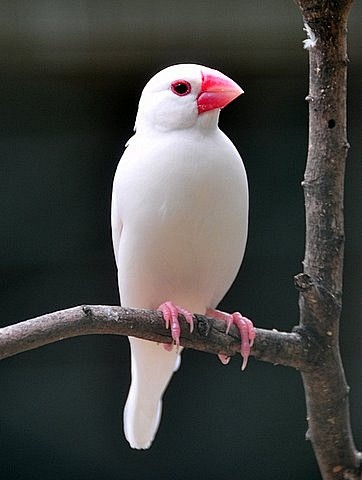 White Java Sparrow