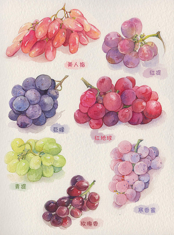 葡萄 手绘美食 吃货 素材 水彩