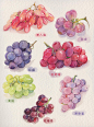 葡萄 手绘美食 吃货 素材 水彩