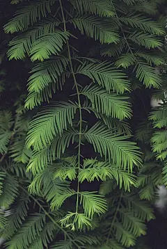绿色植物叶子专辑/特写/自然风光摄影图/高清壁纸背景图