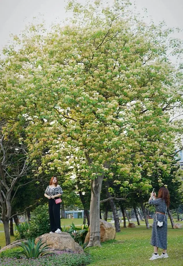 广州鱼木繁花满树艳丽夺目 最佳观赏期在4月底至5月初-花瓣网