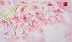 水彩---樱花-梨花-桃花-海棠花、梅花 - 高清图片，堆糖，美图壁纸兴趣社区
