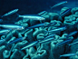 畅游海底：领略缤纷的海洋生物【组图】