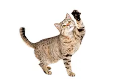 点击来源直接获取大图文件 |Funny cat Scottish Straight plays standing isolated on a white background