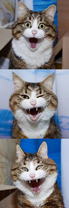 猫咪Rexie，真 · 移动的表情包，颜艺大师本师 ​​​​