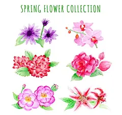 彩绘春季花卉  - 源文件下载【酷图网】蝴蝶兰,牡丹花,玫瑰花,百合花,月季花,eps,ai,矢量,高清图片,素材,