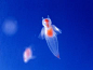 生活在南北极的冰海精灵 Clione limacina，全身透明的浮游动物。