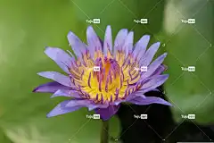 花 紫色的 黄色 芽 盛开 自然 植物 开花 花园 花壁纸