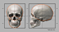 gusztav-velicsek-003-proportions-guide-of-the-human-skull